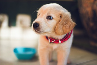 golden retreiver puppy