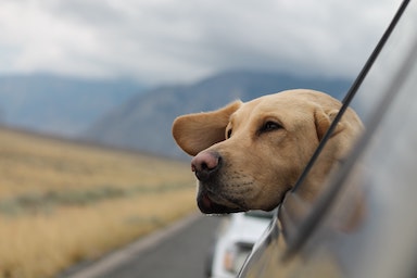 senior dog in car window